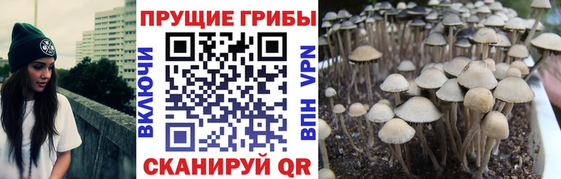Псилоцибиновые грибы Cubensis  где можно купить наркотик  Вятские Поляны 
